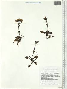 Ourisia vulcanica L. B. Moore, Австралия и Океания (AUSTR) (Новая Зеландия)