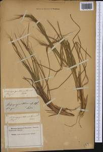 Heteropogon contortus (L.) P.Beauv. ex Roem. & Schult., Западная Европа (EUR) (Неизвестно)