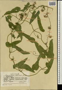 Cynanchum acutum subsp. sibiricum (Willd.) Rech. fil., Зарубежная Азия (ASIA) (Афганистан)