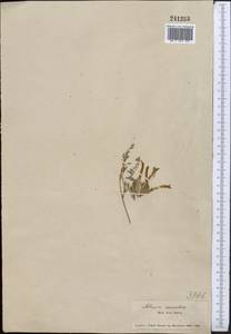 Астрагал крупнолепестковый Schrenk, Средняя Азия и Казахстан, Муюнкумы, Прибалхашье и Бетпак-Дала (M9) (Казахстан)