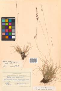 Овсяница овечья L., Сибирь, Чукотка и Камчатка (S7) (Россия)