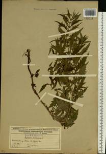 Зюзник европейский L., Восточная Европа, Волжско-Камский район (E7) (Россия)