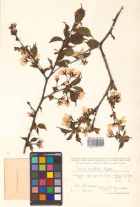 Prunus nipponica var. kurilensis (Miyabe) E. H. Wilson, Сибирь, Дальний Восток (S6) (Россия)