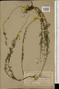 Cota tinctoria subsp. tinctoria, Кавказ, Армения (K5) (Армения)