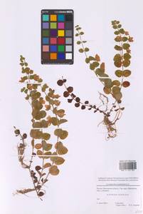 Вербейник монетный, Луговой чай L., Восточная Европа, Московская область и Москва (E4a) (Россия)