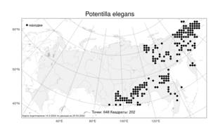 Potentilla elegans, Лапчатка изящная Cham. & Schltdl., Атлас флоры России (FLORUS) (Россия)