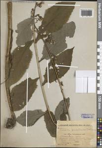 Lactuca marschallii Stebbins, Кавказ, Краснодарский край и Адыгея (K1a) (Россия)