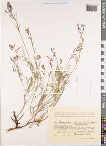 Астрагал изменчивый S.G.Gmel., Восточная Европа, Нижневолжский район (E9) (Россия)