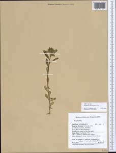 Euphorbia valerianifolia Lam., Зарубежная Азия (ASIA) (Кипр)