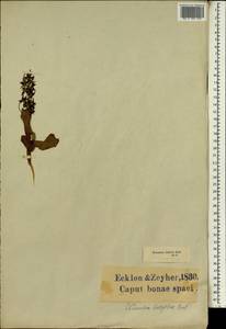 Wurmbea latifolia T.D.Macfarl., Африка (AFR) (ЮАР)