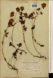 Клевер луговой L., Кавказ, Азербайджан (K6) (Азербайджан)