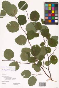 Amelanchier × spicata (Lam.) K.Koch, Восточная Европа, Центральный район (E4) (Россия)