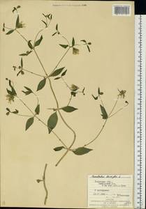 Волдырник ягодный (L.) Durande, Восточная Европа, Западно-Украинский район (E13) (Украина)