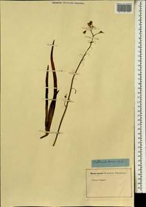 Бульбина кустарниковая (L.) Willd., Африка (AFR) (Неизвестно)