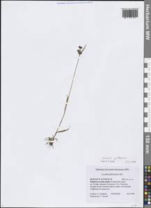 Ожика бледная Sw., Сибирь, Прибайкалье и Забайкалье (S4) (Россия)