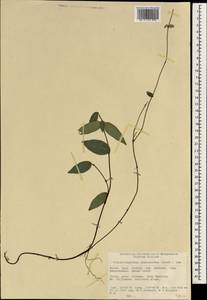 Trachelospermum jasminoides (Lindl.) Lem., Зарубежная Азия (ASIA) (КНР)