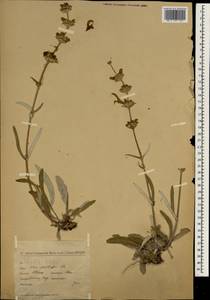 Salvia montbretii Benth., Зарубежная Азия (ASIA) (Турция)
