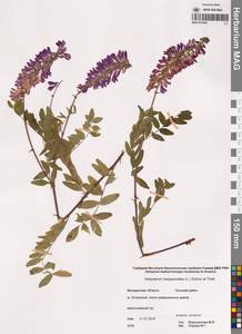 Копеечник копеечниковый (L.) Schinz & Thell., Сибирь, Чукотка и Камчатка (S7) (Россия)