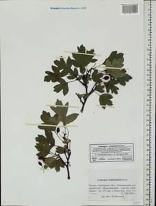 Crataegus ×subsphaericea Gand., Восточная Европа, Центральный лесостепной район (E6) (Россия)