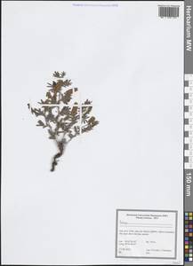 Fabaceae, Зарубежная Азия (ASIA) (Иран)