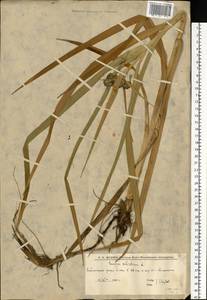 Камыш лесной L., Восточная Европа, Нижневолжский район (E9) (Россия)