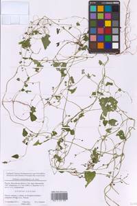 Гречишка вьюнковая (L.) Á.Löve, Восточная Европа, Московская область и Москва (E4a) (Россия)