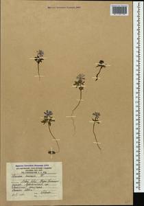 Ветреница кавказская Willd. ex Rupr., Кавказ, Южная Осетия (K4b) (Южная Осетия)
