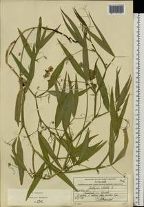 Чина лесная L., Восточная Европа, Московская область и Москва (E4a) (Россия)