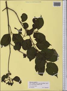 Viburnum nudum, Америка (AMER) (США)