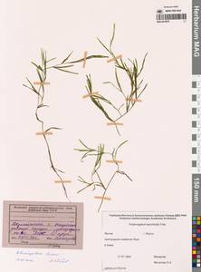 Рдест Фриза, Рдест Фриса Rupr., Сибирь, Якутия (S5) (Россия)