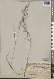 Полевица гигантская Roth, Средняя Азия и Казахстан, Западный Тянь-Шань и Каратау (M3) (Киргизия)