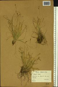 Осока шабинская, Осока сабинская Less. ex Kunth, Сибирь, Западный (Казахстанский) Алтай (S2a) (Казахстан)