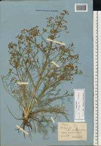 Триния щетинисто-волосистая, Триния щетинистоволосая Hoffm., Восточная Европа, Ростовская область (E12a) (Россия)