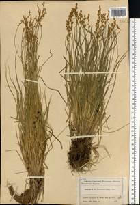 Осока удлиненная L., Восточная Европа, Московская область и Москва (E4a) (Россия)