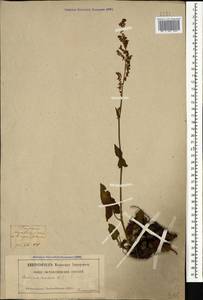 Rumex scutatus subsp. scutatus, Кавказ, Грузия (K4) (Грузия)