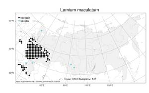Lamium maculatum, Яснотка пятнистая (L.) L., Атлас флоры России (FLORUS) (Россия)
