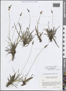 Осока верещатниковая Pollich, Восточная Европа, Северо-Западный район (E2) (Россия)