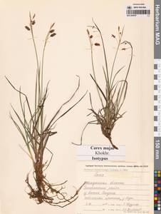 Осока магелланская орошенная (Wahlenb.) Hiitonen, Сибирь, Чукотка и Камчатка (S7) (Россия)