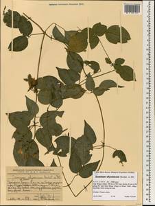 Jasminum abyssinicum Hochst. ex DC., Африка (AFR) (Эфиопия)
