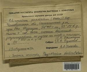 Plagiothecium denticulatum (Hedw.) Schimp., Гербарий мохообразных, Мхи - Башкортостан, Челябинская и Оренбургская области (B14) (Россия)