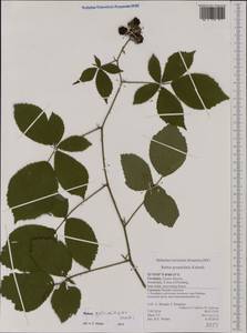 Rubus umbrosus (Weihe & Nees) Arrh., Западная Европа (EUR) (Германия)