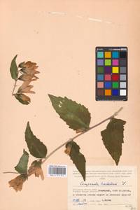 Колокольчик крапиволистный L., Восточная Европа, Московская область и Москва (E4a) (Россия)