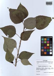 Populus ×berolinensis var. jrtyschensis (Chang Y. Yang) C. Shang, Сибирь, Алтай и Саяны (S2) (Россия)