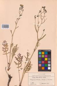 Crepidiastrum tenuifolium (Willd.) Sennikov, Сибирь, Дальний Восток (S6) (Россия)