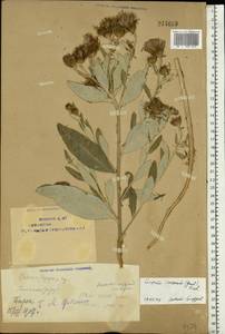 Cirsium arvense var. vestitum Wimm. & Grab., Восточная Европа, Восточный район (E10) (Россия)