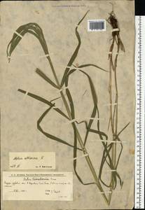 Перловник высокий L., Восточная Европа, Нижневолжский район (E9) (Россия)