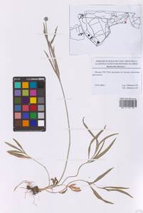 Лютик иллирийский L., Восточная Европа, Московская область и Москва (E4a) (Россия)