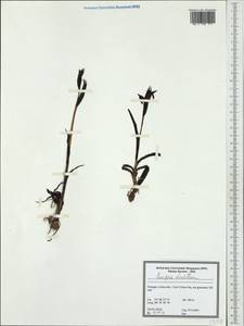 Serapias strictiflora Welw. ex Veiga, Западная Европа (EUR) (Португалия)