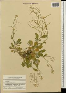 Резуха кавказская Willd., Кавказ, Армения (K5) (Армения)