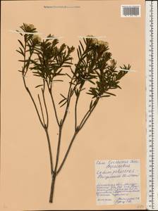 Рододендрон войлочный (Stokes) Harmaja, Восточная Европа, Белоруссия (E3a) (Белоруссия)